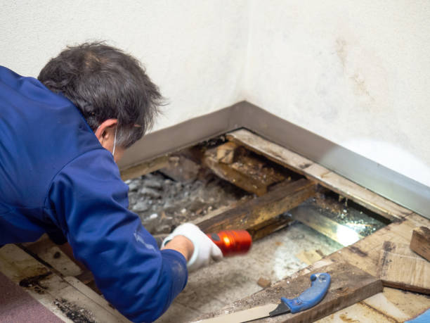 Best Emergency Mold Removal  in Meiners Oaks, CA