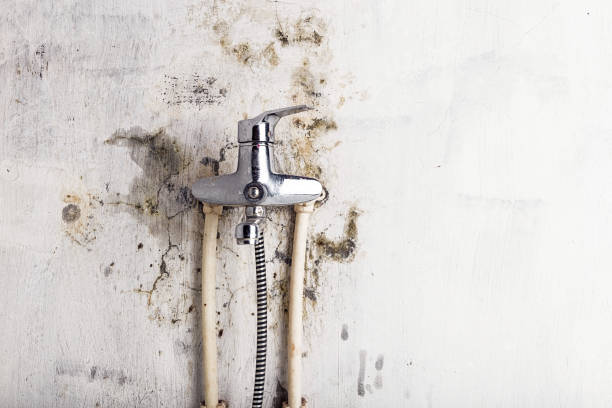 Best Commercial Mold Removal  in Meiners Oaks, CA