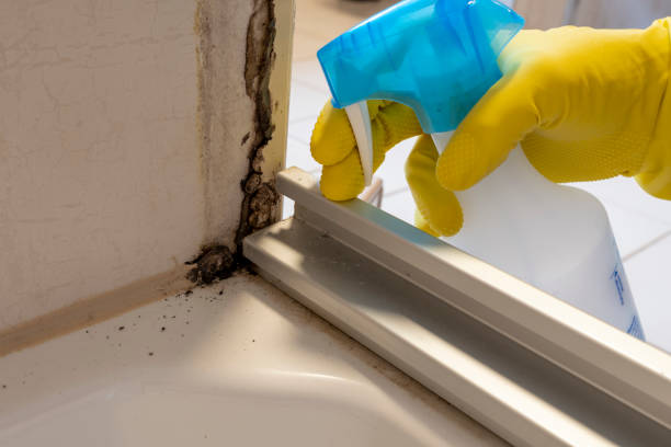 Best Crawl Space Mold Removal  in Meiners Oaks, CA