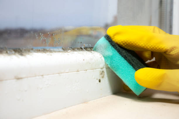 Best Best Mold Removal Companies  in Meiners Oaks, CA