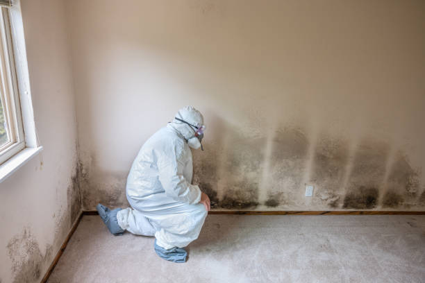 Best Professional Mold Removal  in Meiners Oaks, CA