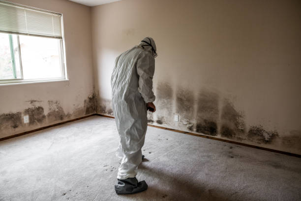 Professional Mold Removal in Meiners Oaks, CA