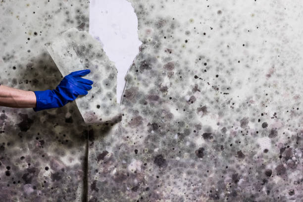 Best Home Mold Removal  in Meiners Oaks, CA