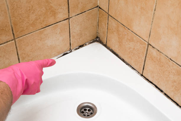 Mold Removal Process in Meiners Oaks, CA